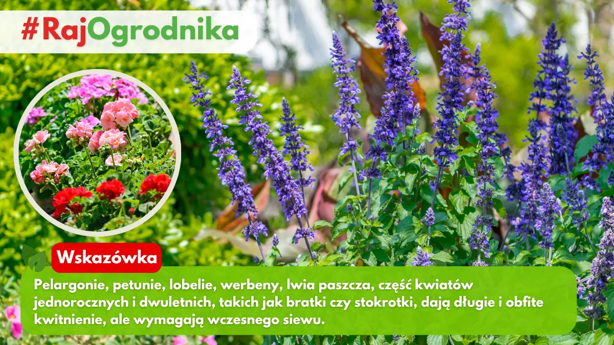 Jakie nasiona kwiatw warto wysiewać na rozsady sklep rajogrodnika